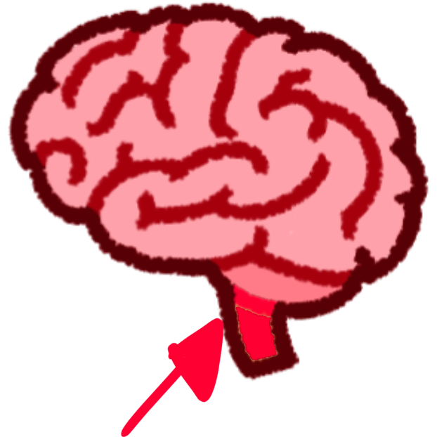 a pink brain with a red for emphasis brain stem and an arrow pointing to that area.